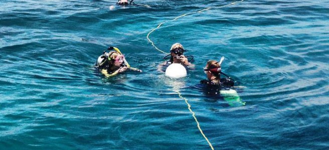 Key West PADI Open Water Certification Image 2