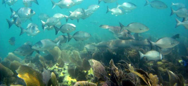 Key West PADI Advanced Open Water Diver Certification Image 6