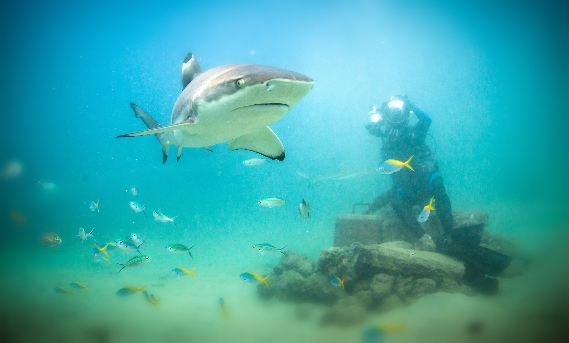 Blacktip Shark Key West Reef Fish Key West Scuba Diving