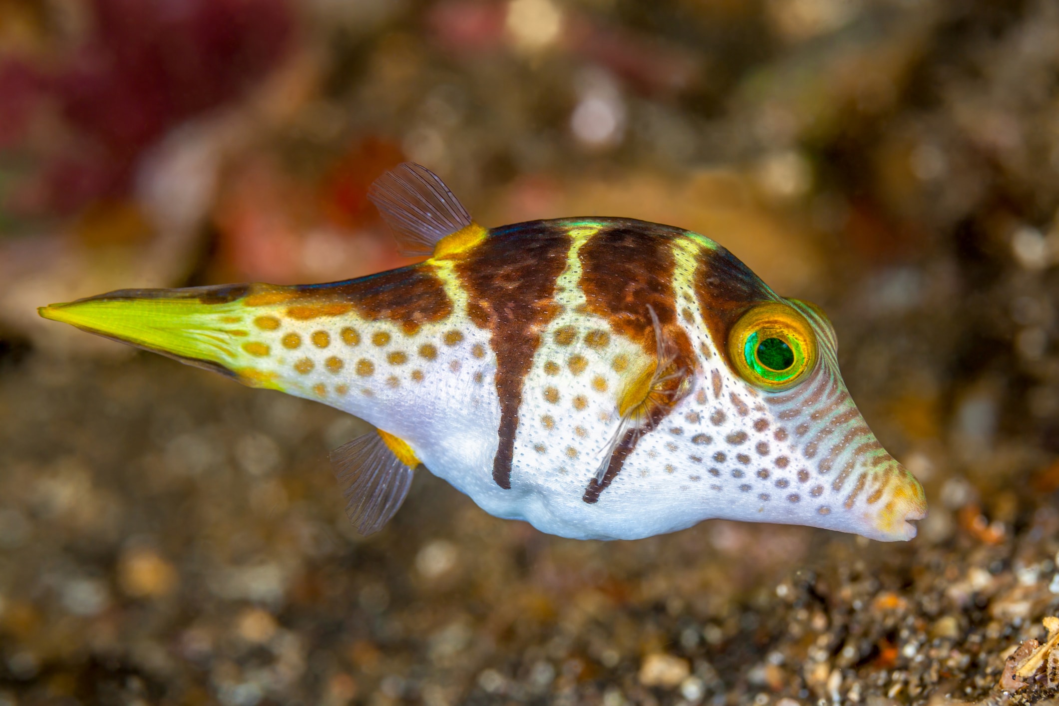 Sharpnose Puffer Key West Reef Fish Key West Scuba Diving
