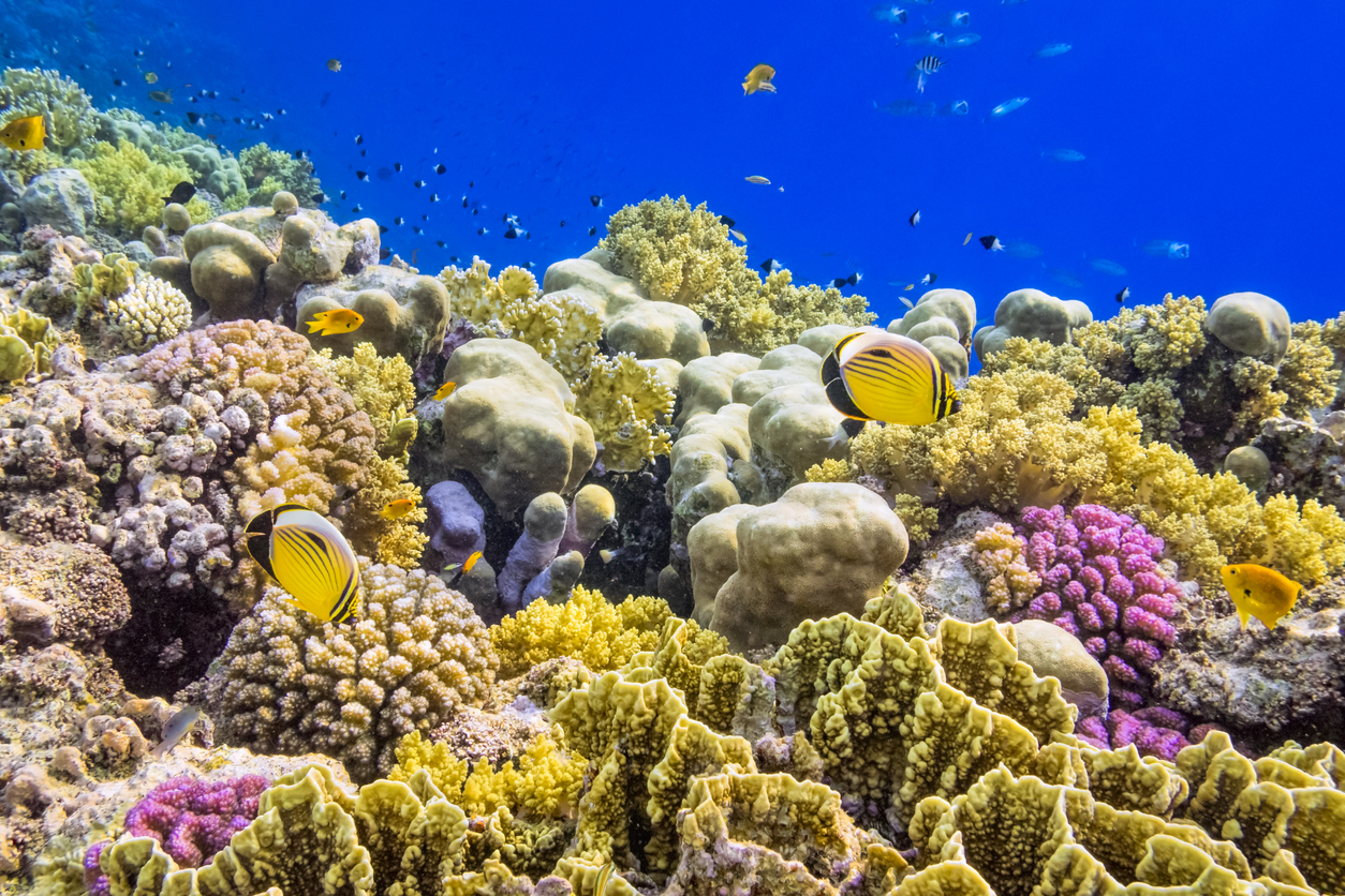 Coral Reef Key West Scuba Diving