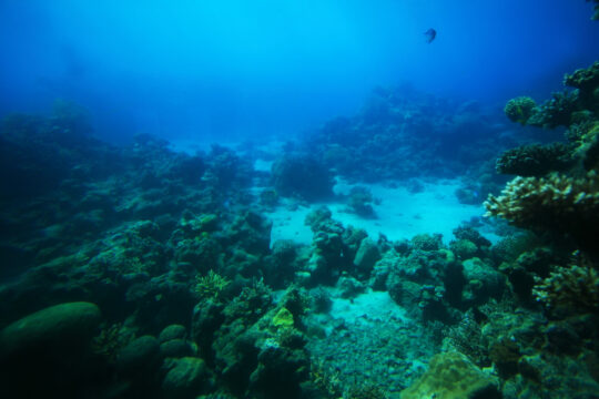 Key West Scuba Diving in March