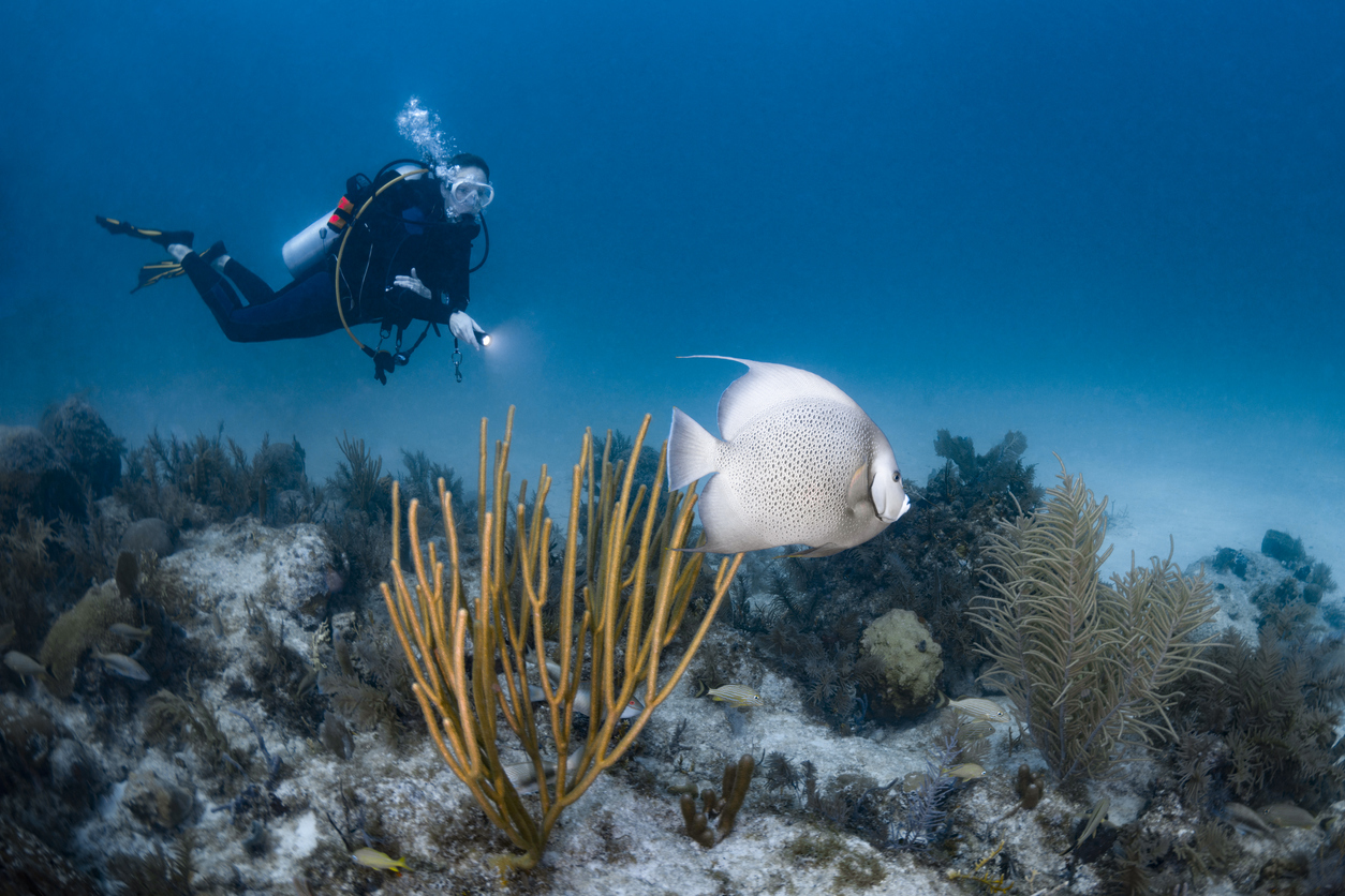 Angelfish Key West Scuba Diving