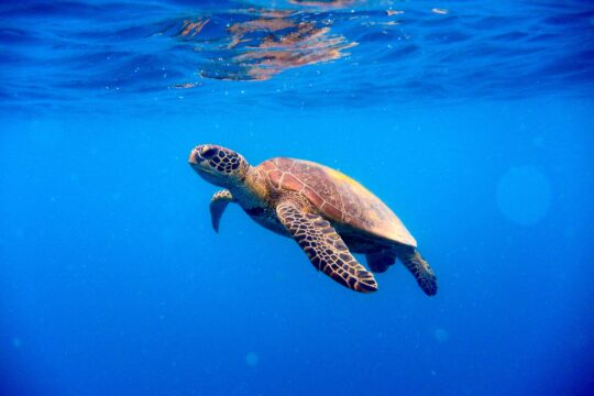 Sea Turtle