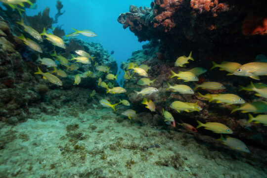 Key West Scuba Diving in November