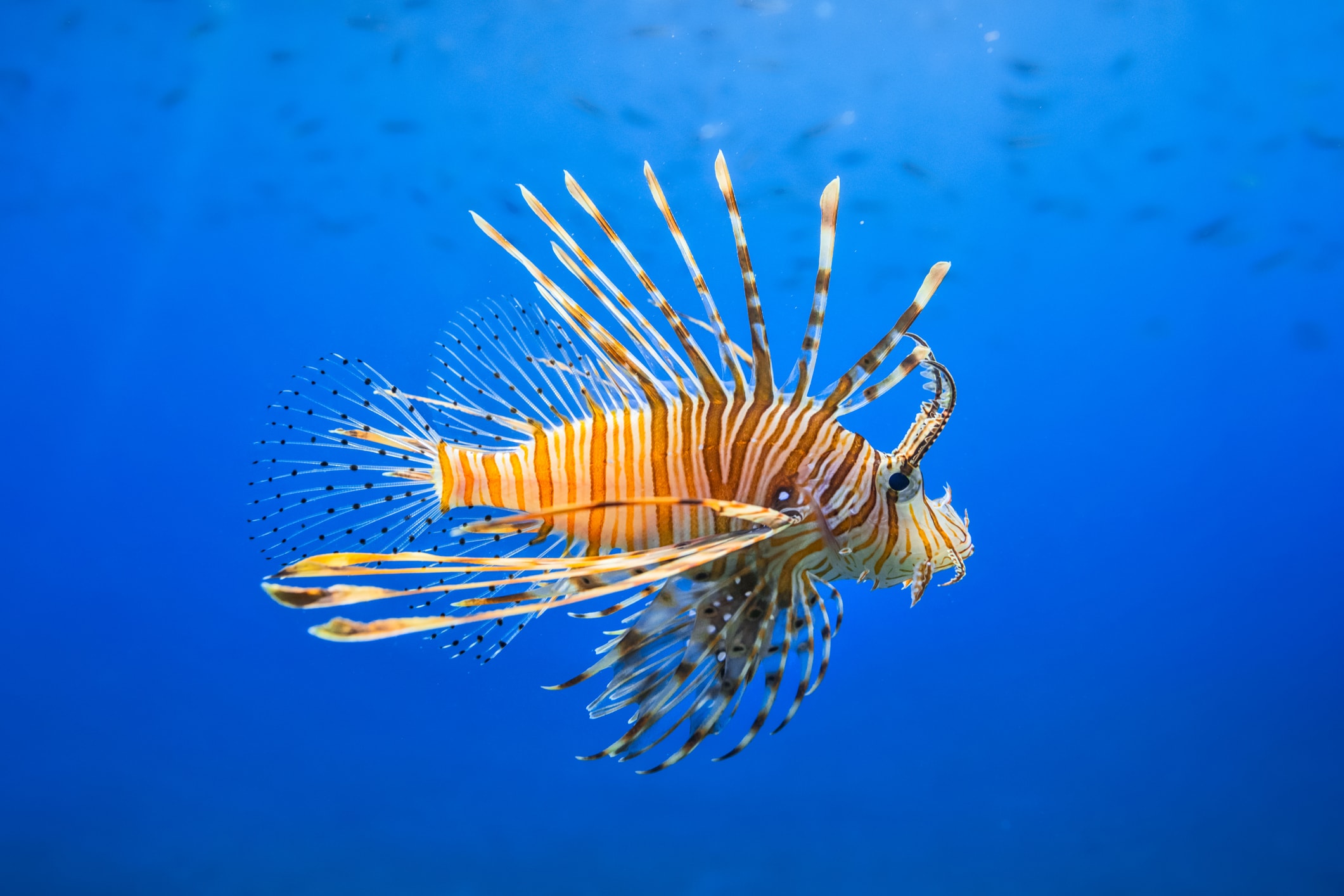 Lionfish Key West Reef Fish Key West Scuba Diving Lionfish Key West Reef Fish Key West Scuba Diving