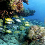 Reef Dives