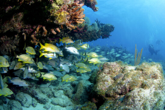 Key West Scuba Diving in July