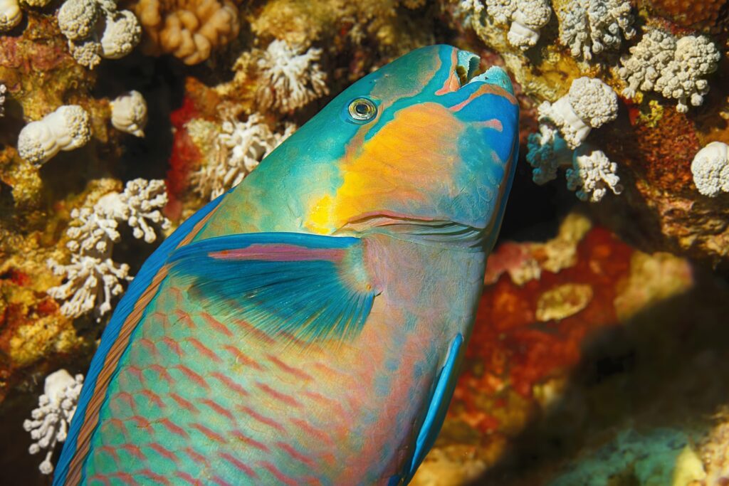 Parrotfish — Key West Scuba Diving
