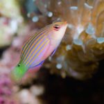 Reef & Fish Info