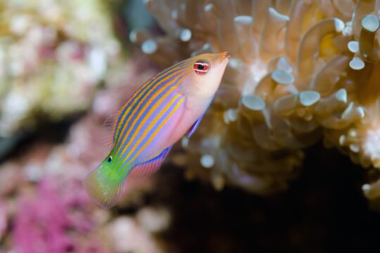 Wrasse