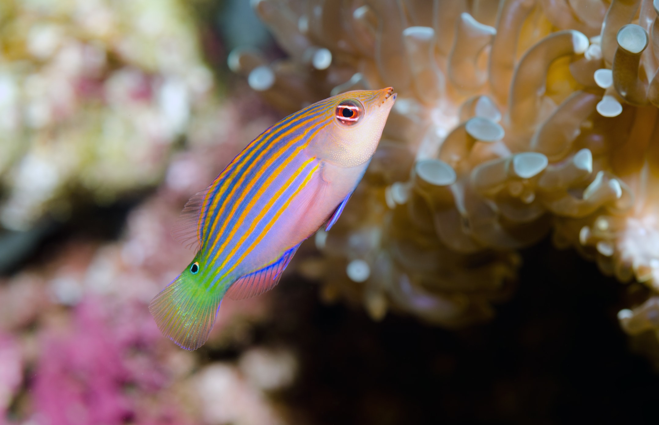 Wrasse Key West Reef Fish Key West Scuba Diving