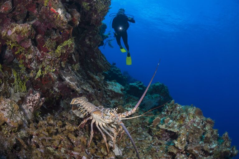 Spiny Lobster — Key West Scuba Diving