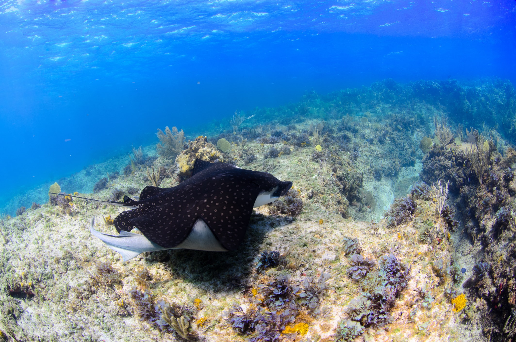Spotted Eagle Ray Florida Reef Key West Scuba Diving