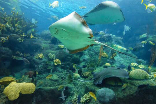 Stingrays