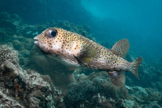 Porcupinefish