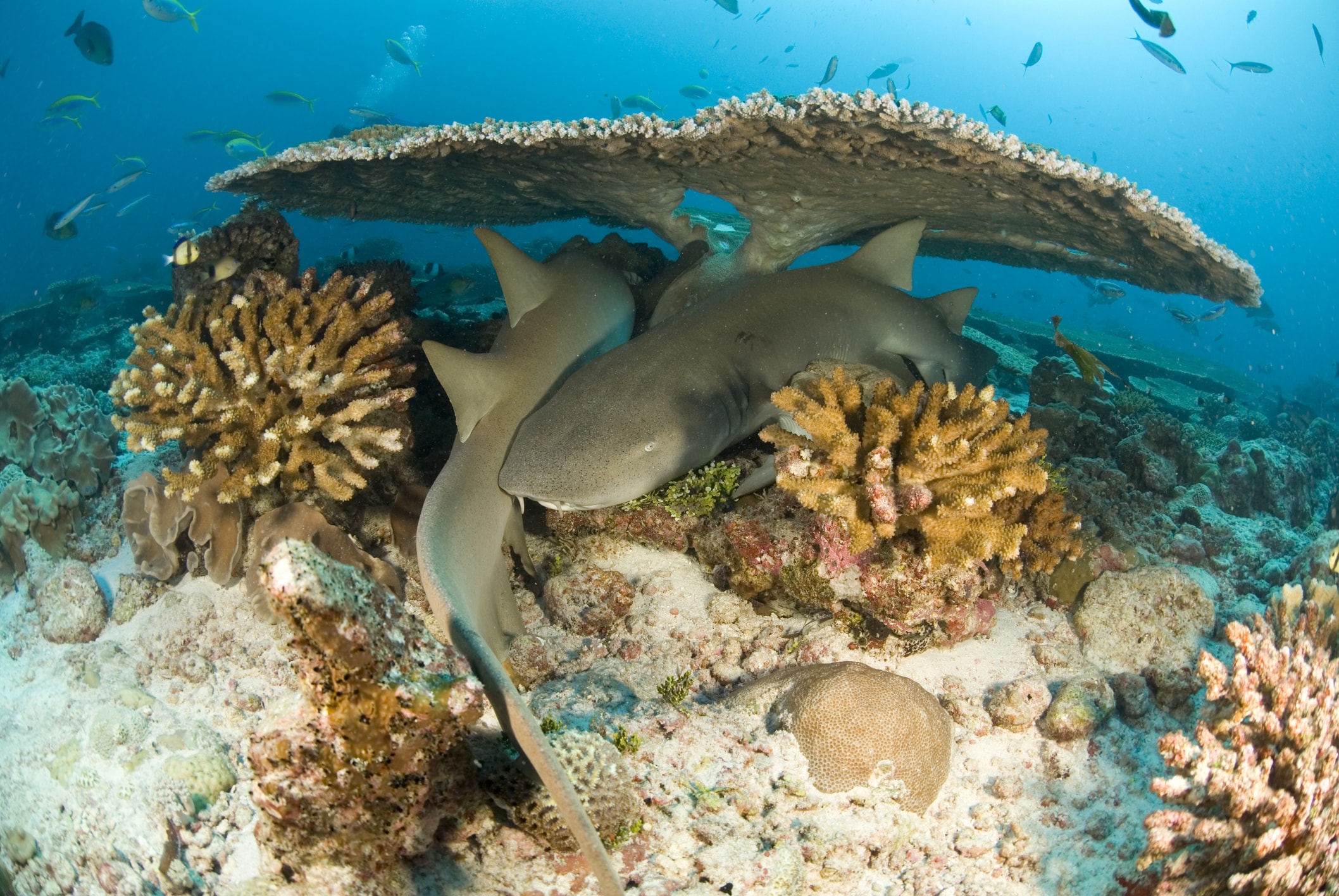 Nurse Sharks Key West Reef Fish Key West Scuba Diving